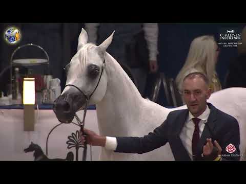 N 94 EUZONA   40th All Nations Cup   Aachen 2024   Mares 11+ Years Old