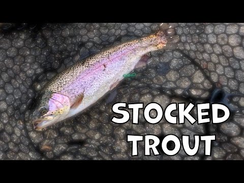 I love the SoCal stocked trout fishing fam! [Irvine Regional Park]