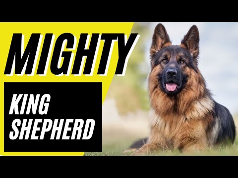 YouTube video about Discover Fascinating Tidbits About King Shepherd Dogs