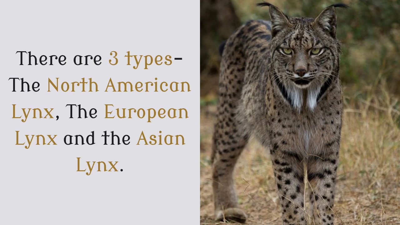 16 Amazing Facts You Should Know About Lynx