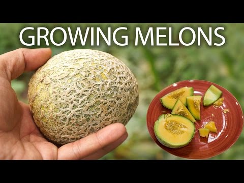 Growing Apples Unveiling the Magic of 4 In 1 Grafted Apple Trees