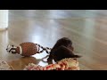 Miniature Dachshund dogs for sale: Ollie - Video 1