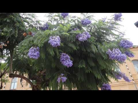 FLOWERS IN ANDALUCIA