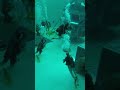 Indoor Scuba Diving Shorts Scubadiving Pool Indoor Underwater