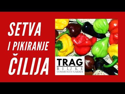 CHILI - SOWING AND TRANSPLANTING (2021) [TRACE OF THE PLANT]