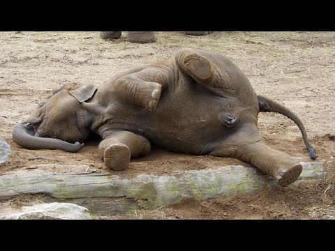 10 Geheimnisse über Elefantenbabys, die Zoos dir nie verraten werden 🐘💚 Erstaunliche Fakten über ...