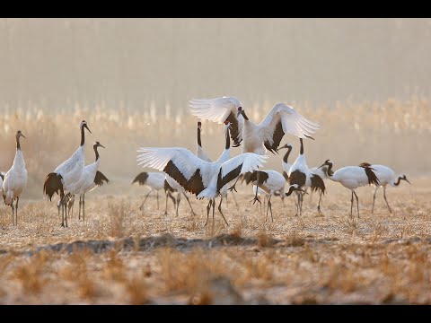 Rare Survivors: China's Iconic Wildlife