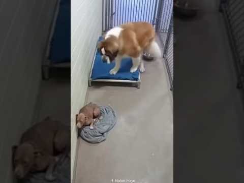 Dogs are just too innocent for this world 😭❤️‍🩹