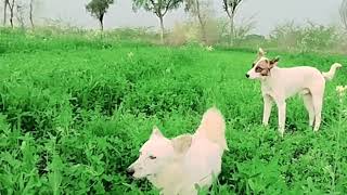 Baby Girl Is Being Raised By Six German Shepherds | The Dodos,KHI