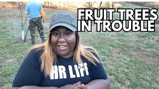 My Heart Sank When I Saw My Fruit Trees| Unexpected Damage