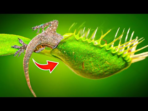 Top 20 Carnivorous Plants That Eat Animals