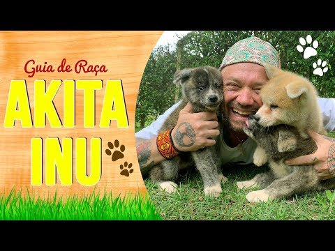 GUIA DE RAÇA AKITA | RICHARD RASMUSSEN