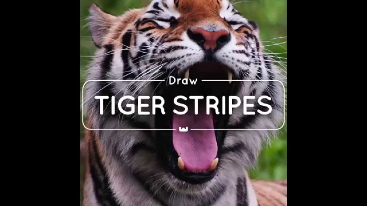 Learning About Tigers - Kids Educational Activity