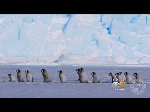 Emperor Penguin Chicks Go On Adorable March In Antarctica