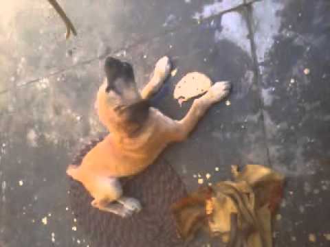 ek roti ki kimat dog... By rahulaeman