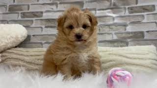 ハーフ犬の動画01