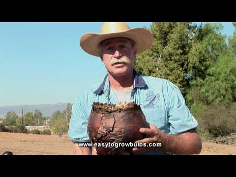 download lagu mp3 mp4 White Squill Bulbs, download lagu White Squill Bulbs gratis, unduh video klip White Squill Bulbs