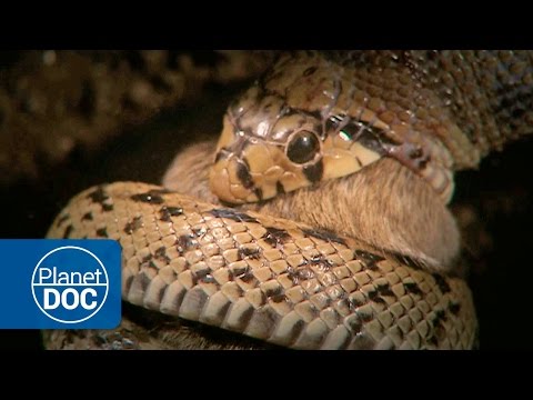 Constrictor Snake Documentary