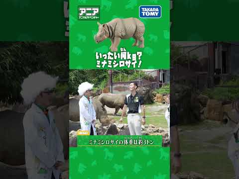 【アニア研究所】　どれだけ重い？ミナミシロサイ　#アニア #タカラトミー #shorts #アドベンチャーワールド