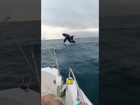 Vimos BARBATANAS gigantes vindo em nossa direção e então uma ORCA pulou 🐬💥