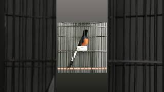 Download lagu murai tembakan kuntilanak ngeri #muraibatuindonesia #muraibatu mp3