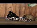 Mixed Breed dogs for sale: Lance  - Video 1