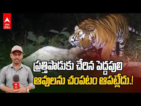 Tiger Fear at Prathipadu | జగ్గంపేట, ప్రత్తిపాడు నియోజకవర్గాలను వణికిస్తున్న పెద్దపులి | ABP Desam