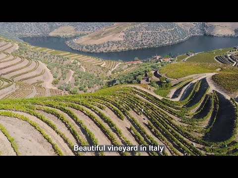 Amazing Grape Harvesting and Processing Grape Juice 🍇   Modern agricultural harvesting machines