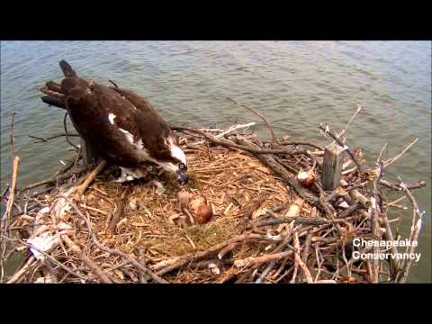Tom and Audrey feeding their first two chicks