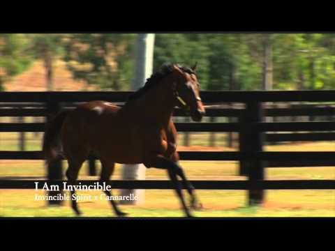 Yarraman Park & Stallion Parade at the 2016 Classic Sale