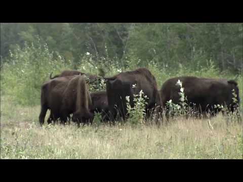 Wood Buffalo National Park - Northwest T