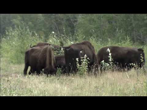 Wood Buffalo National Park - Northwest...