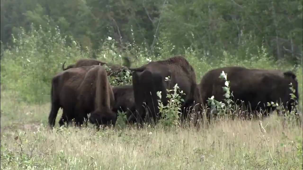 Wood Buffalo National Park (wood bison)