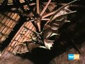 La Vida De Leonardo Da Vinci Documental Español 1971 Parte 4 De 5