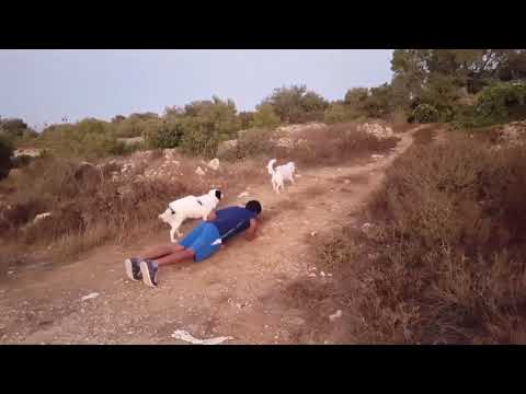 Fun evening with my Dogs 🏃‍♂️❤🐕🐕