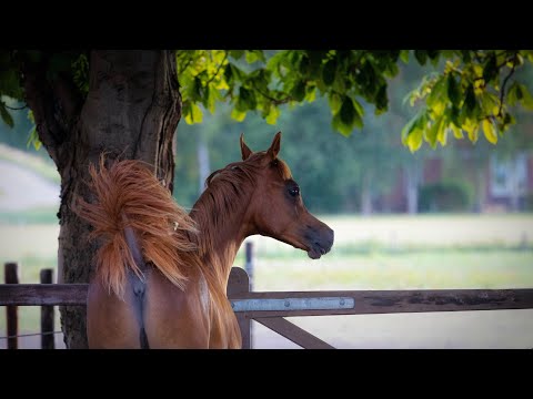 A Danz of Kossack (A Kanz of Kossack x Adream of Kossack by WH Justice)