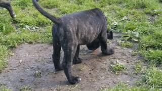 Video preview image #1 Mastiff Puppy For Sale in FULTON, NY, USA
