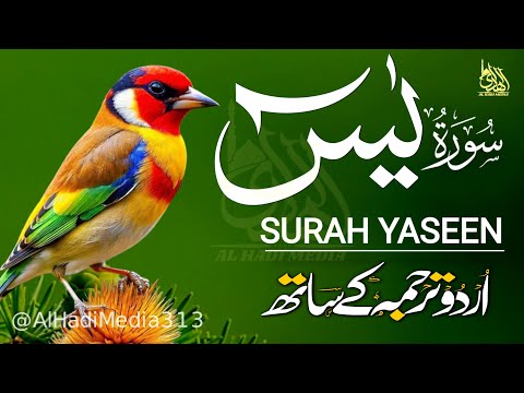 Surah Yaseen Tarjuma ke Sath | Surah Yaseen Daily | Episode - 559