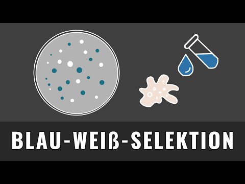 Blau-Weiß-Selektion | Transgene Bakterien | Biologie einfach erklärt