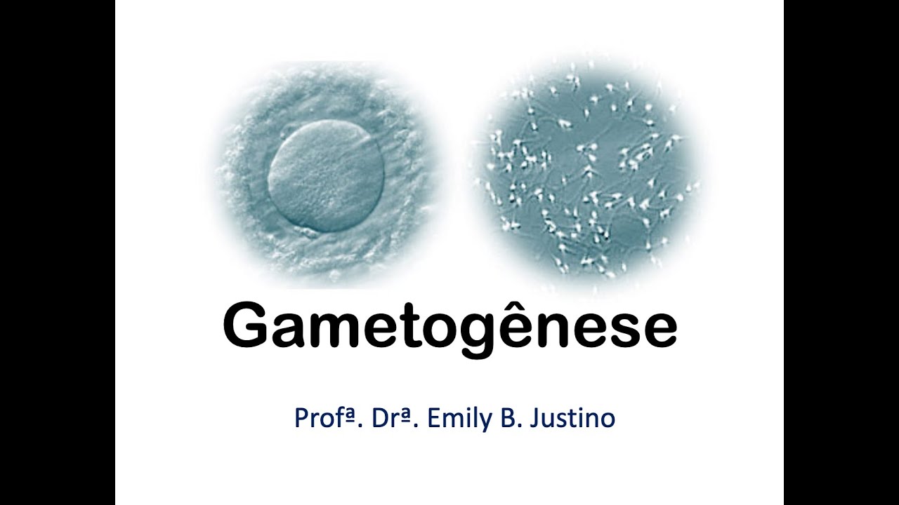 Gametogênese - embriologia