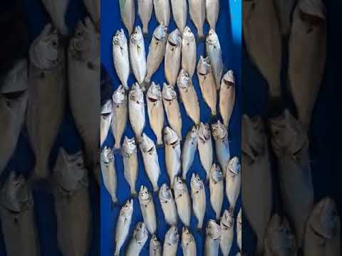 Beykoz Çinekop avımız Video