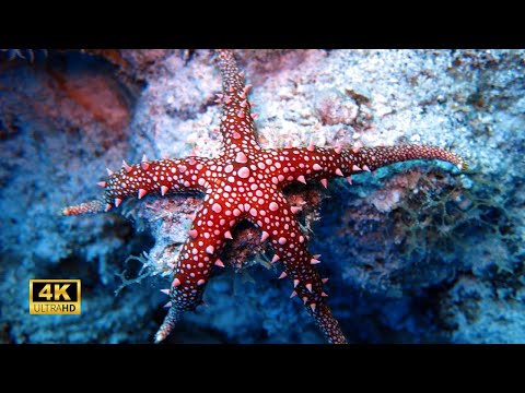 4K Underwater Wonders + Relaxing Music - The Best 4K Sea Animals for Relaxation