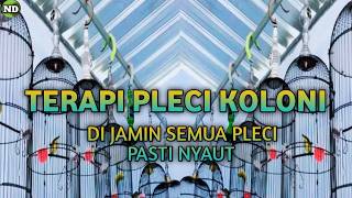 Download lagu Terapi Untuk Pleci Macet Bunyi || Suara Pleci Ribut || Terapi Pleci Koloni || Terapi Pleci Dakun mp3 Download lagu Terapi Untuk Pleci Macet Bunyi || Suara Pleci Ribut || Terapi Pleci Koloni || Terapi Pleci Dakun mp3