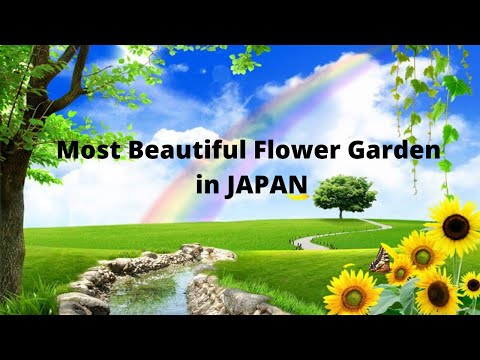 Top 10 Most Beautiful Flower Gardens in Japan |  Beautiful Country and its Amazing Flower Gardens
