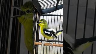 Download lagu Auto Nempel! Suara Pancingan Sirtu Cipow Ekor Hitam Gacor Parah! mp3 Download lagu Auto Nempel! Suara Pancingan Sirtu Cipow Ekor Hitam Gacor Parah! mp3