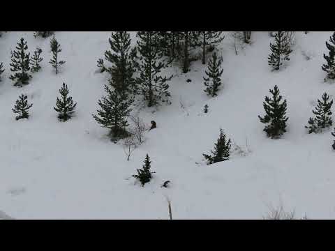 lov predatora 7 lisica/ predator hunting fox