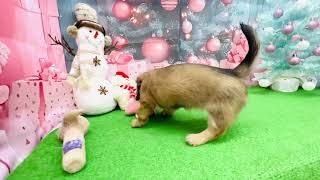 カニンヘンダックスフンドの動画01