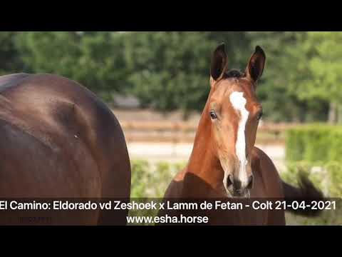 El Camino: ELDORADO VAN DE ZESHOEK x LAMM DE FETAN