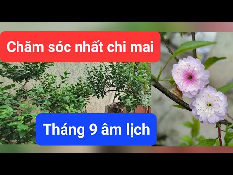 Chăm sóc nhất chi mai tháng 9 âm lịch