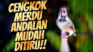 Download lagu SOMERINI CENGKOK MERDU MUDAH DITIRU - MASTERAN KENARI ISIAN BLACKTHROAT GACOR SUARA JERNIH mp3